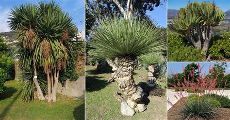 what plants are similar to yucca